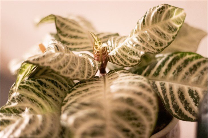 Aphelandra-White-Wash-12-cm-bladfoto-sfeer