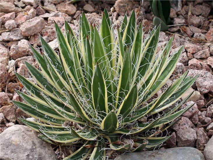 Agave-schidigera-Shira-ito-no-Ohi-Queen-of-White-Thread-leaf-Agave1