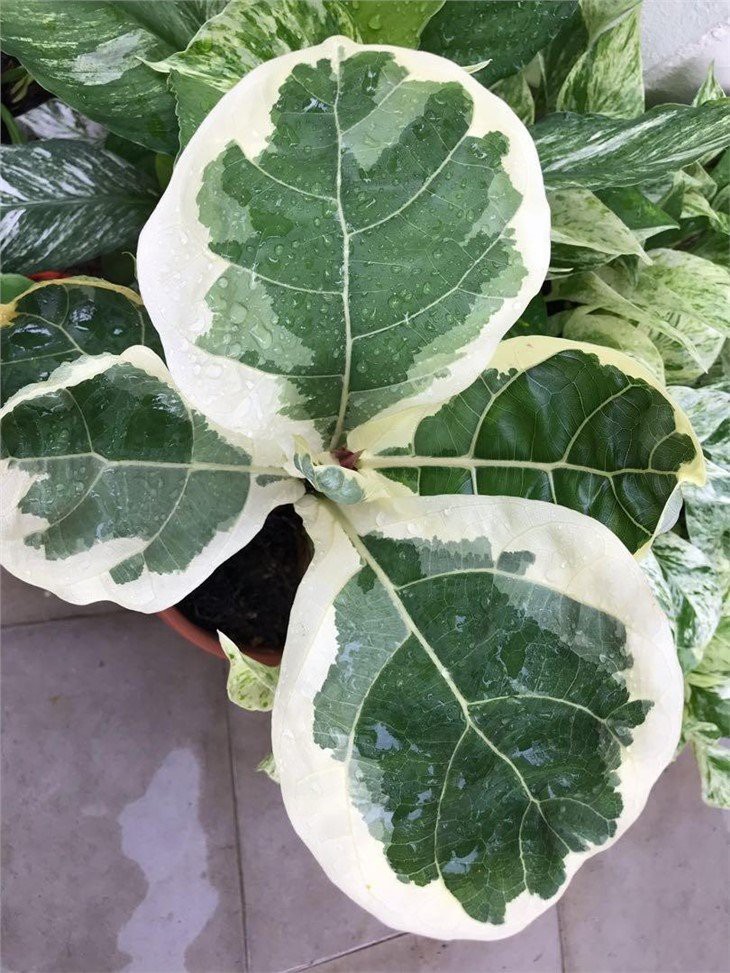 variegated_ficus_lyrata__fiddle_leaf_fig_1572086238_1deea997_progressive